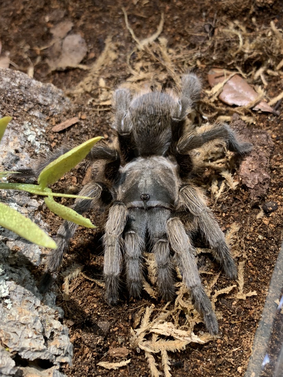 Aphonopelma gabeli 4” dls female