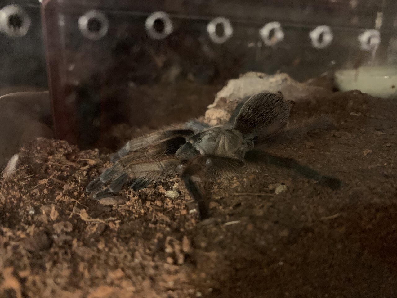 Aphonopelma gabeli, flattened