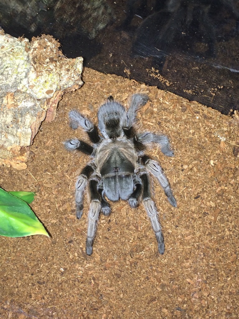 Aphonopelma gabeli