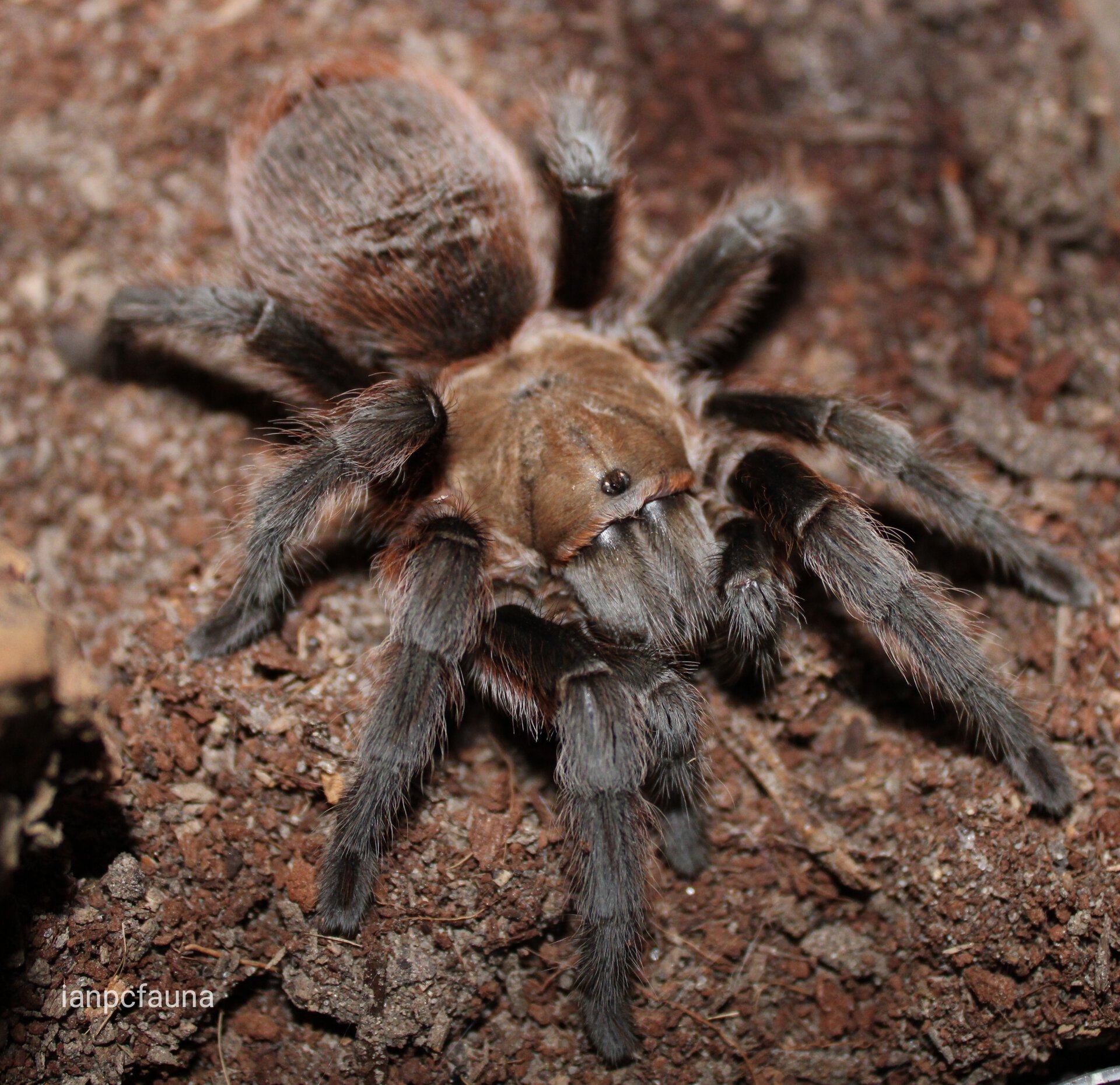 Aphonopelma hentzi 0.1