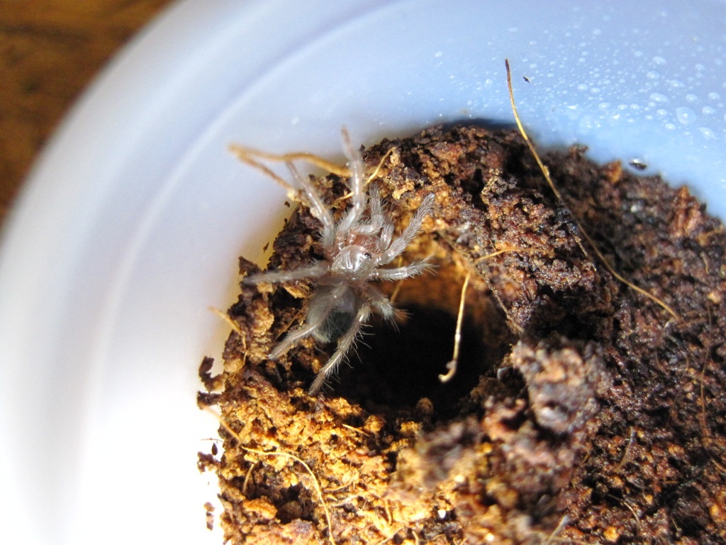 Aphonopelma hentzi 4th instar