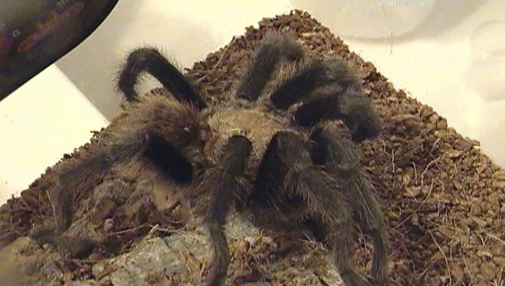 Aphonopelma Hentzi (5+")