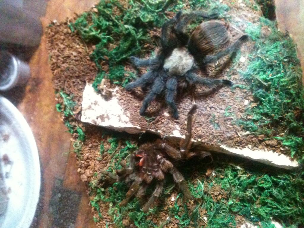 Aphonopelma hentzi first molt after laying eggsac