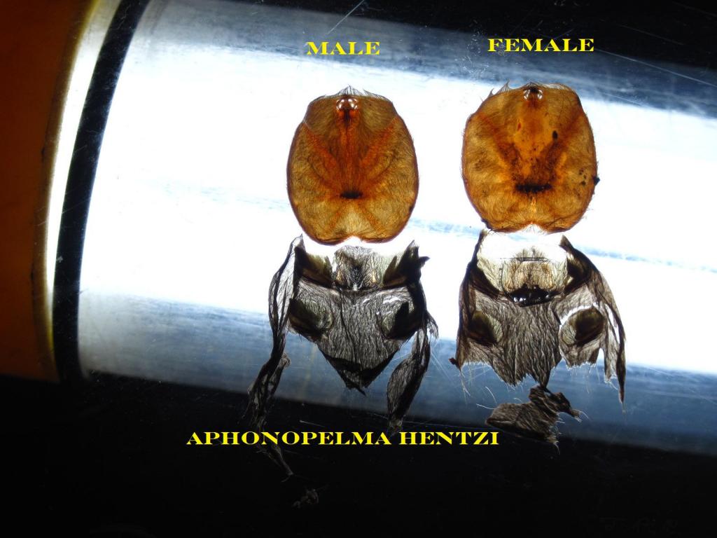 Aphonopelma Hentzi Male and Female