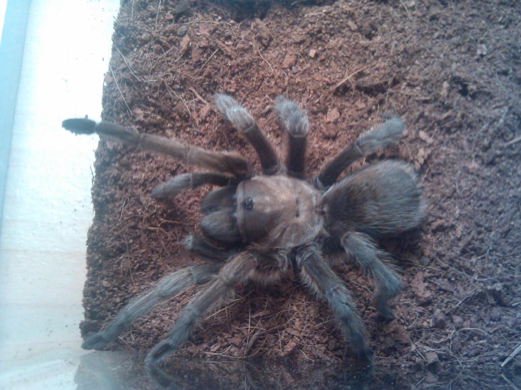 Aphonopelma hentzi or anax?