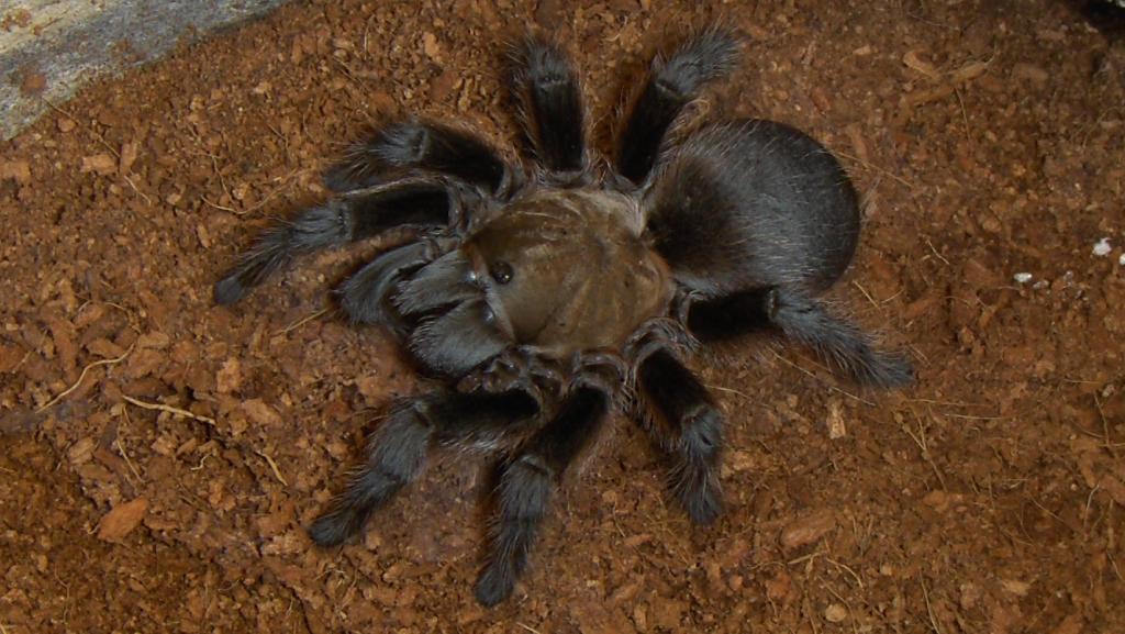 Aphonopelma Hentzi