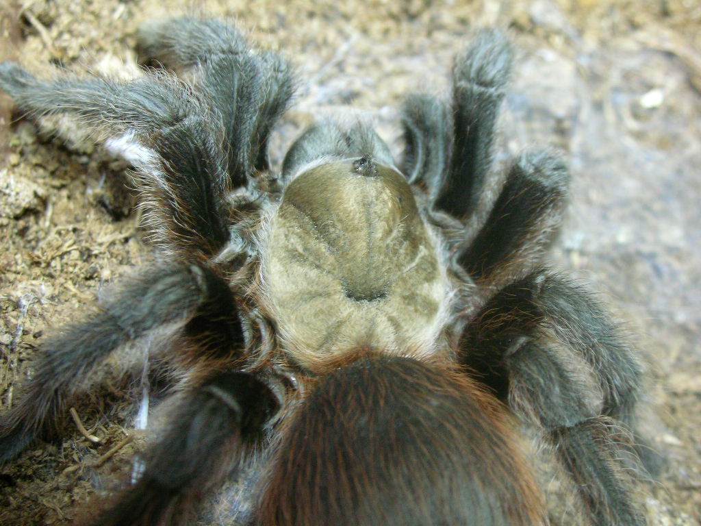 Aphonopelma hentzi