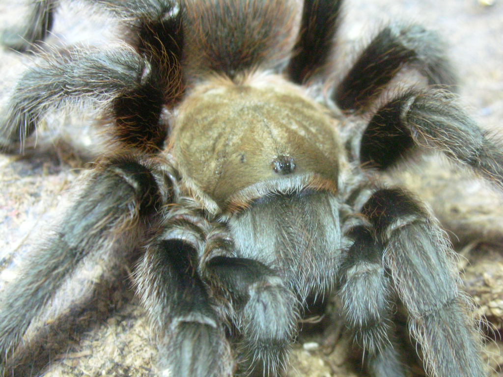 Aphonopelma hentzi