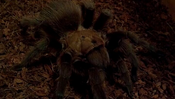 Aphonopelma hentzi