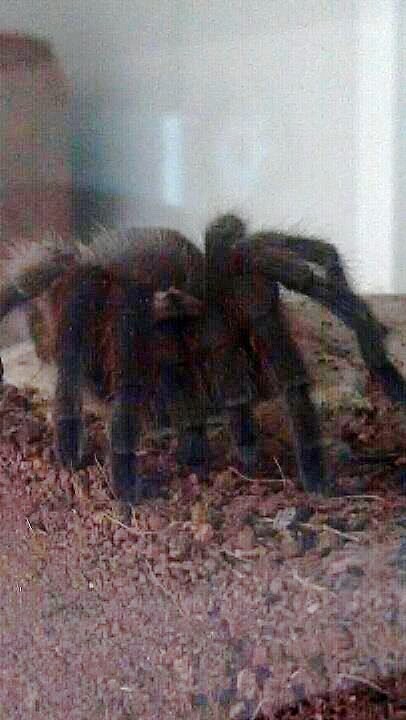 Aphonopelma hentzi