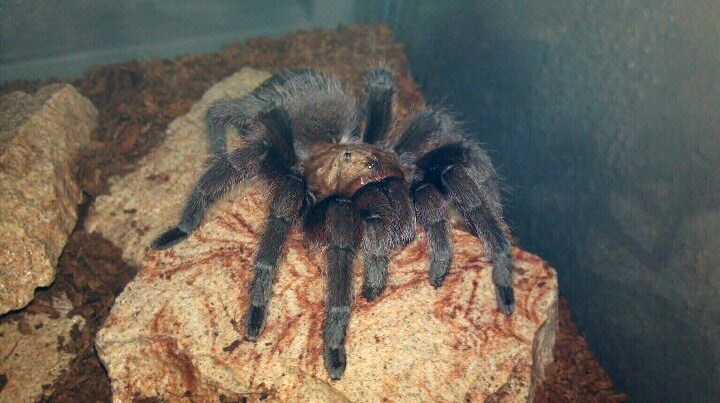 Aphonopelma hentzi