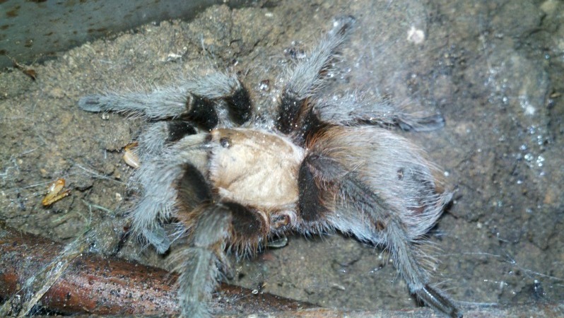 Aphonopelma hentzi?