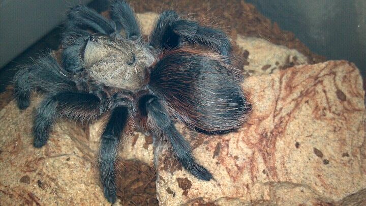 Aphonopelma hentzi