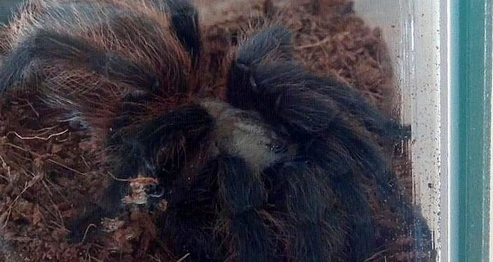 Aphonopelma hentzi