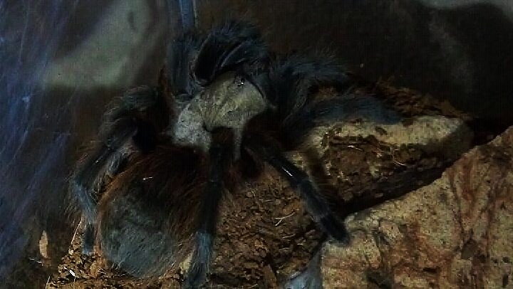 Aphonopelma hentzi