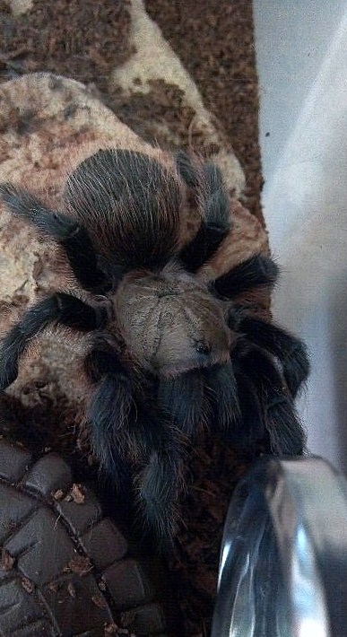 Aphonopelma hentzi