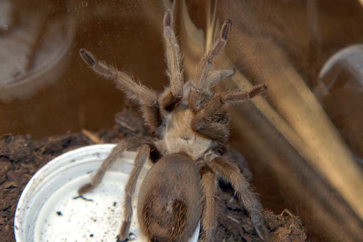 Aphonopelma hentzi