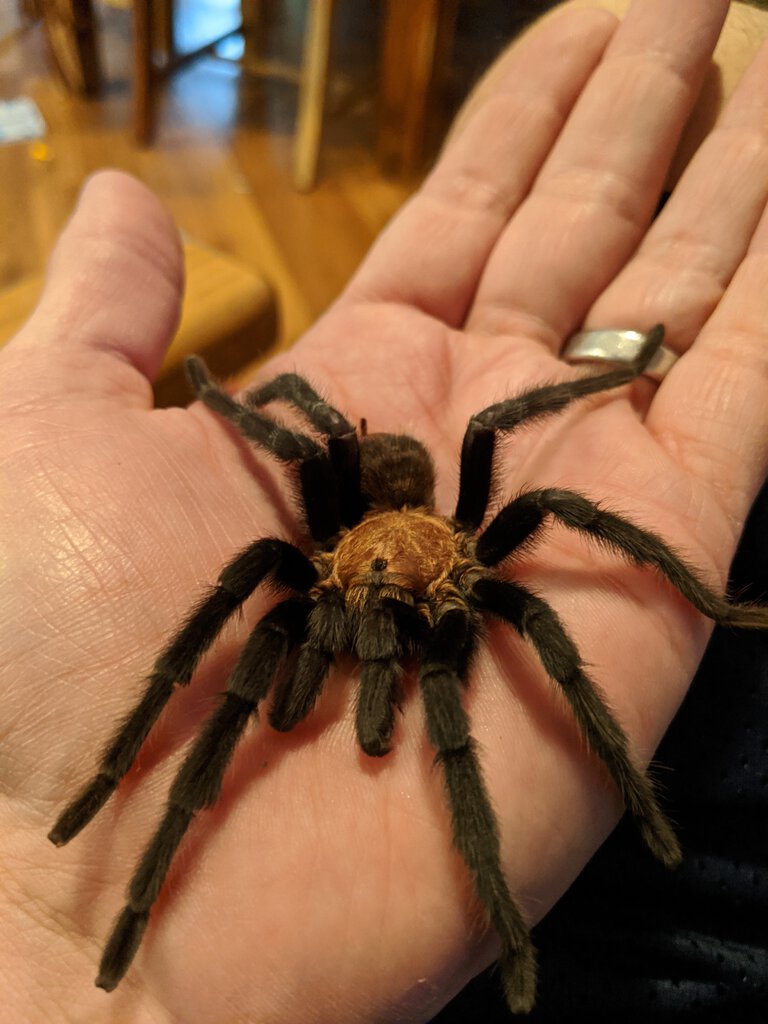 Aphonopelma Hentzi