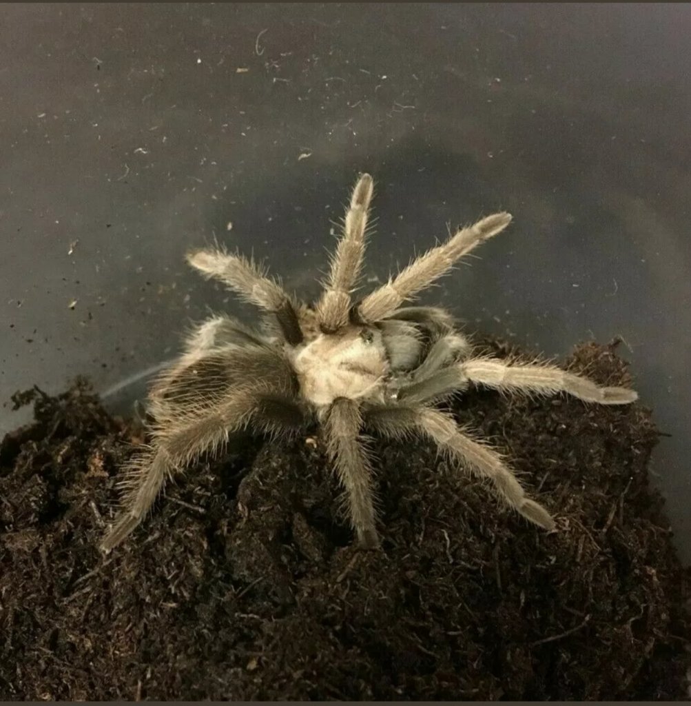 Aphonopelma ID