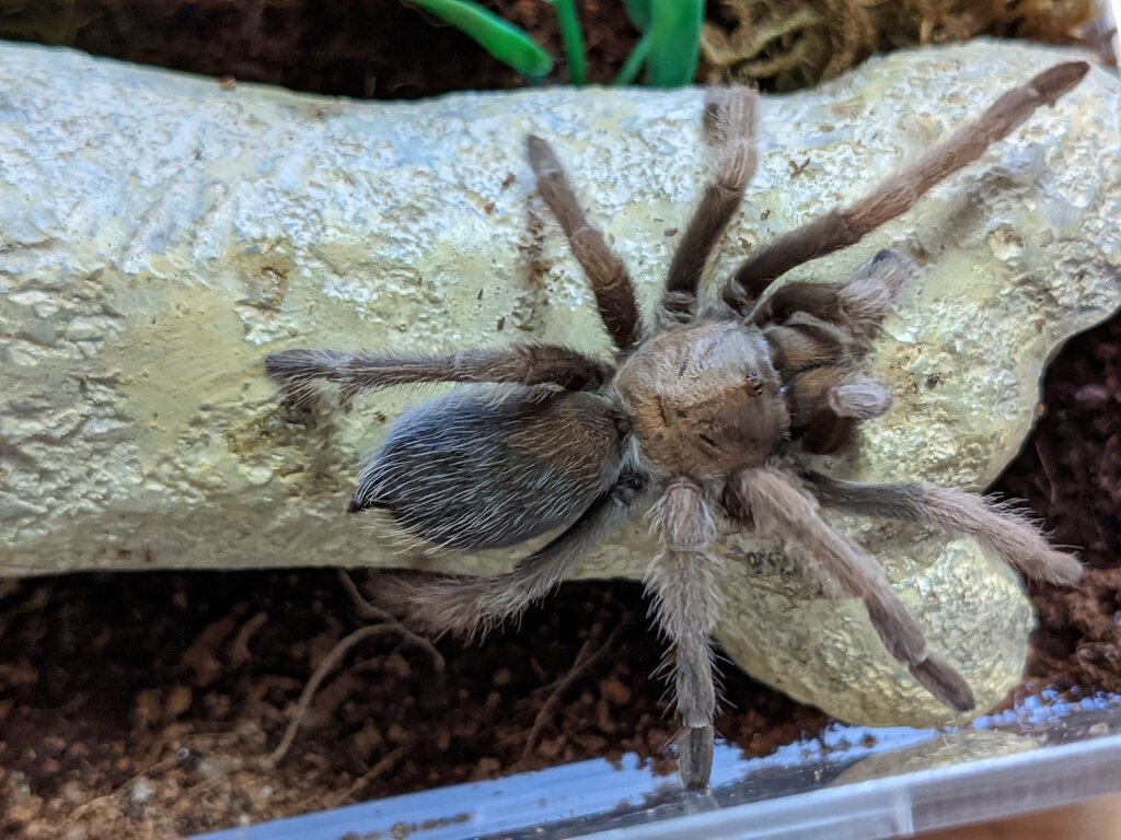 Aphonopelma iodius