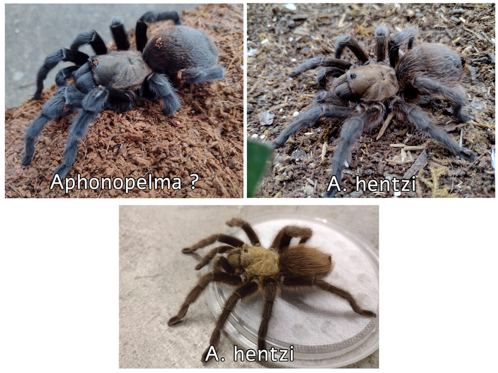 Aphonopelma.jpg