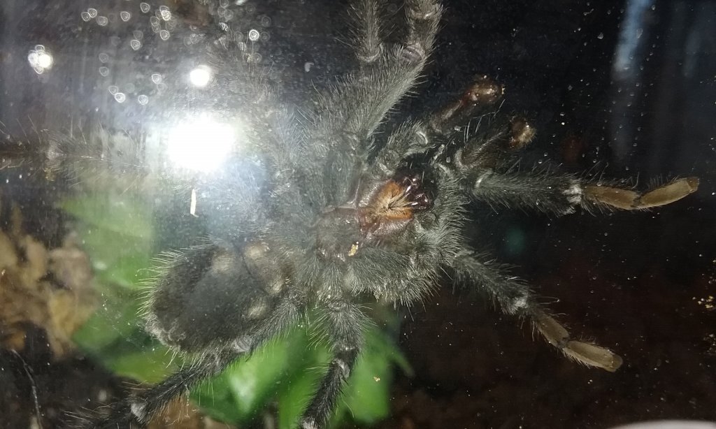 Aphonopelma marxi