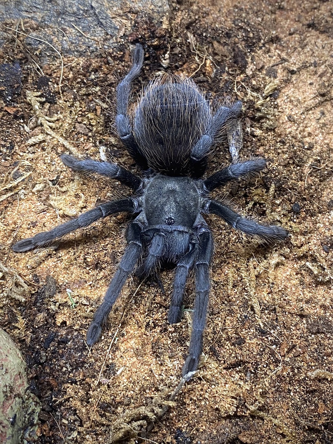 Aphonopelma 'marxi'