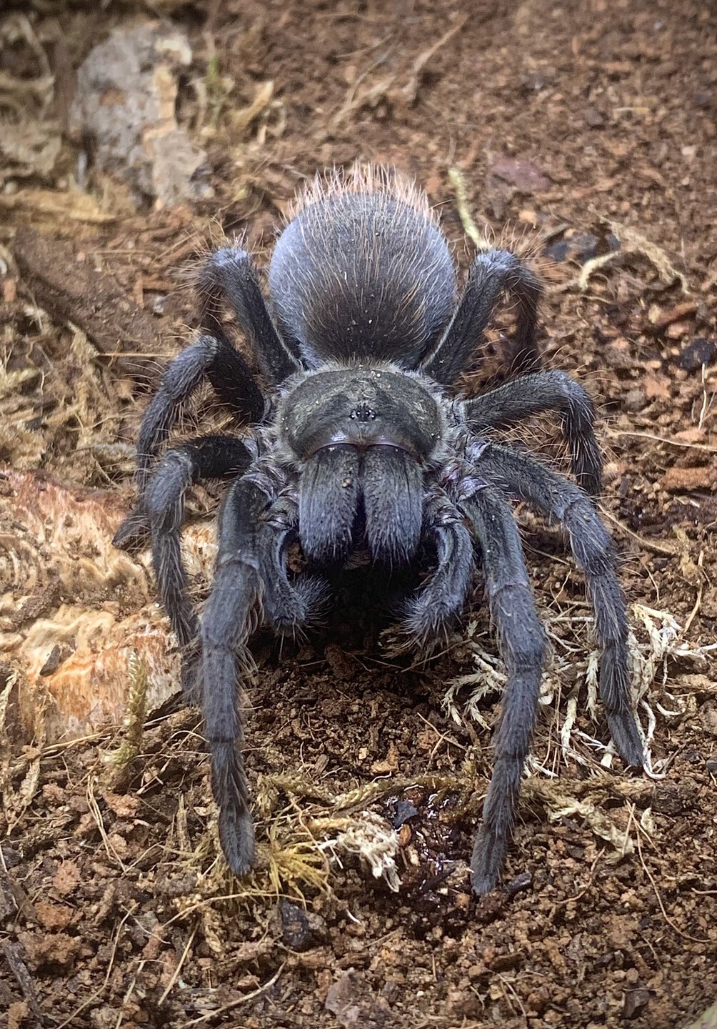 Aphonopelma marxi