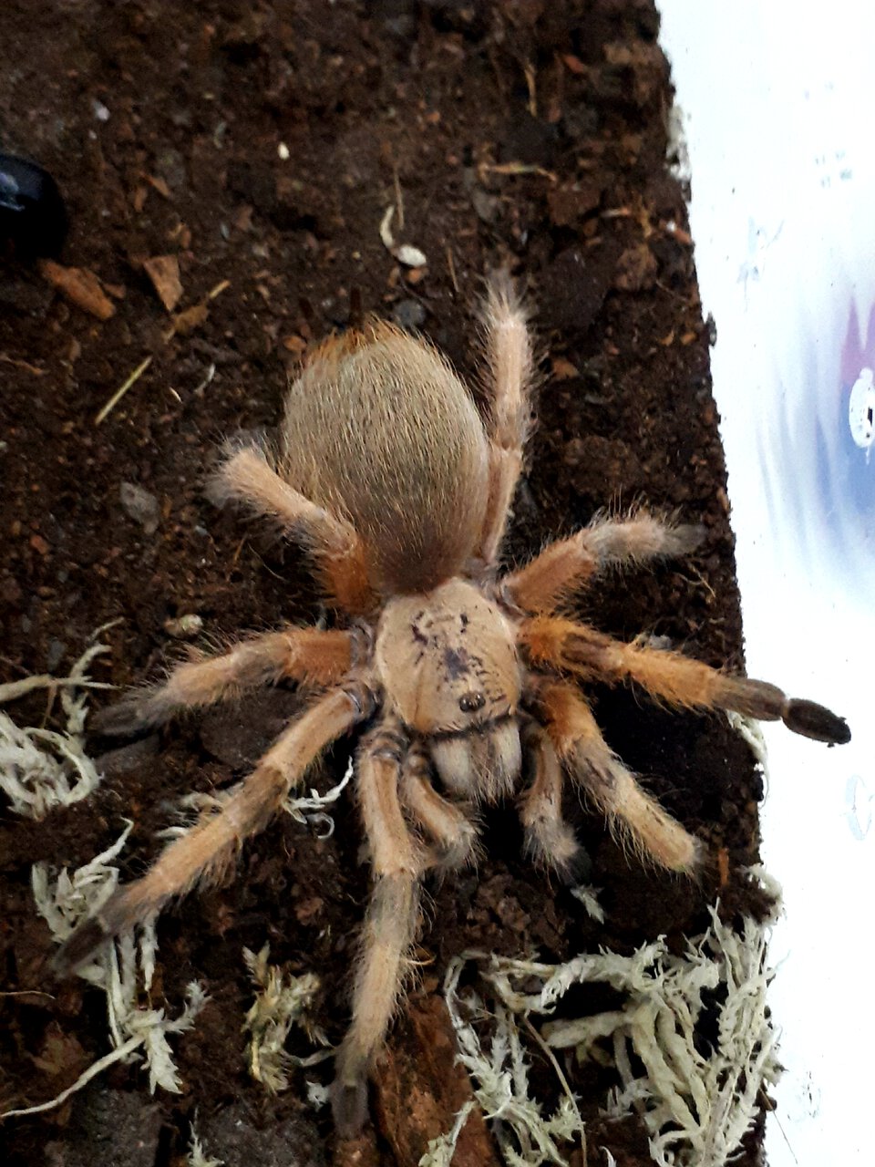 Aphonopelma moderatum (F)