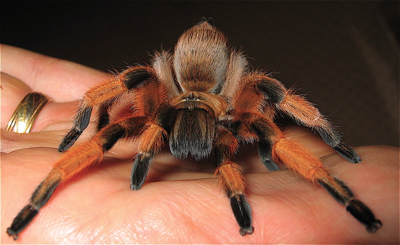 Aphonopelma moderatum female 3"