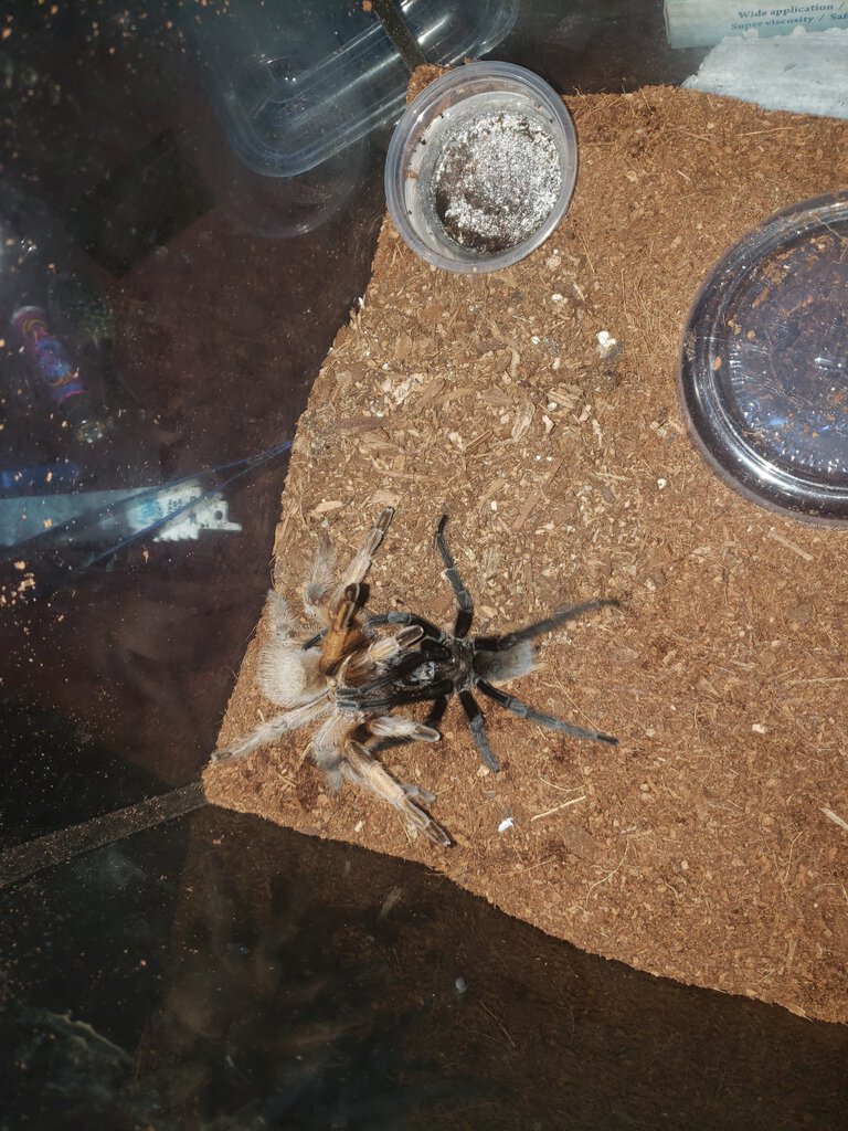 Aphonopelma moderatum paired