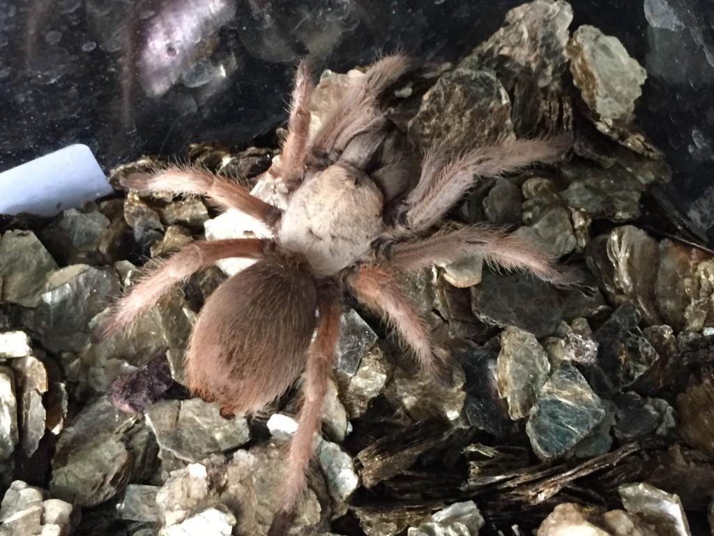 Aphonopelma moderatum??