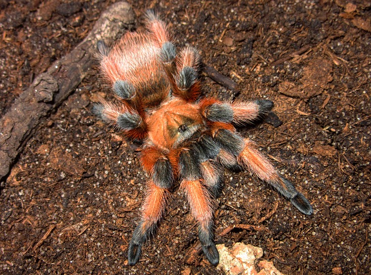 Aphonopelma moderatum