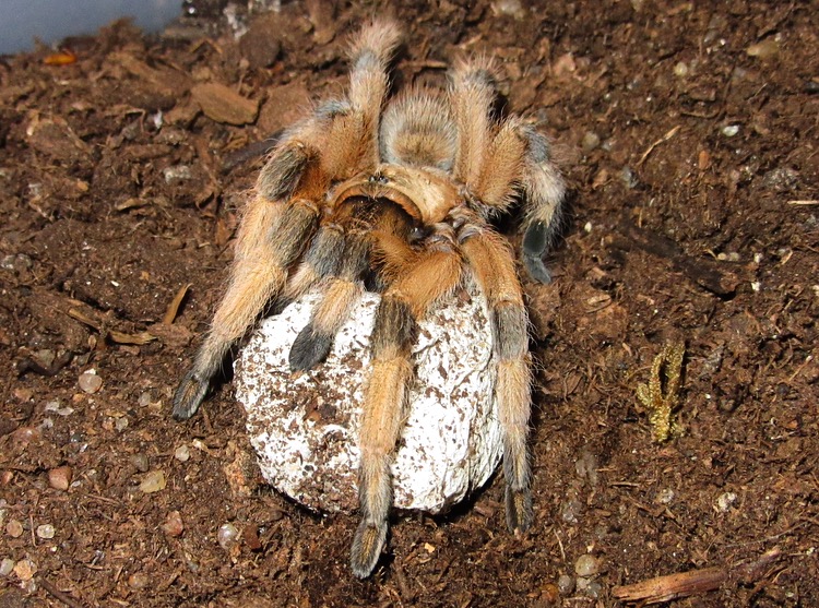 Aphonopelma moderatum