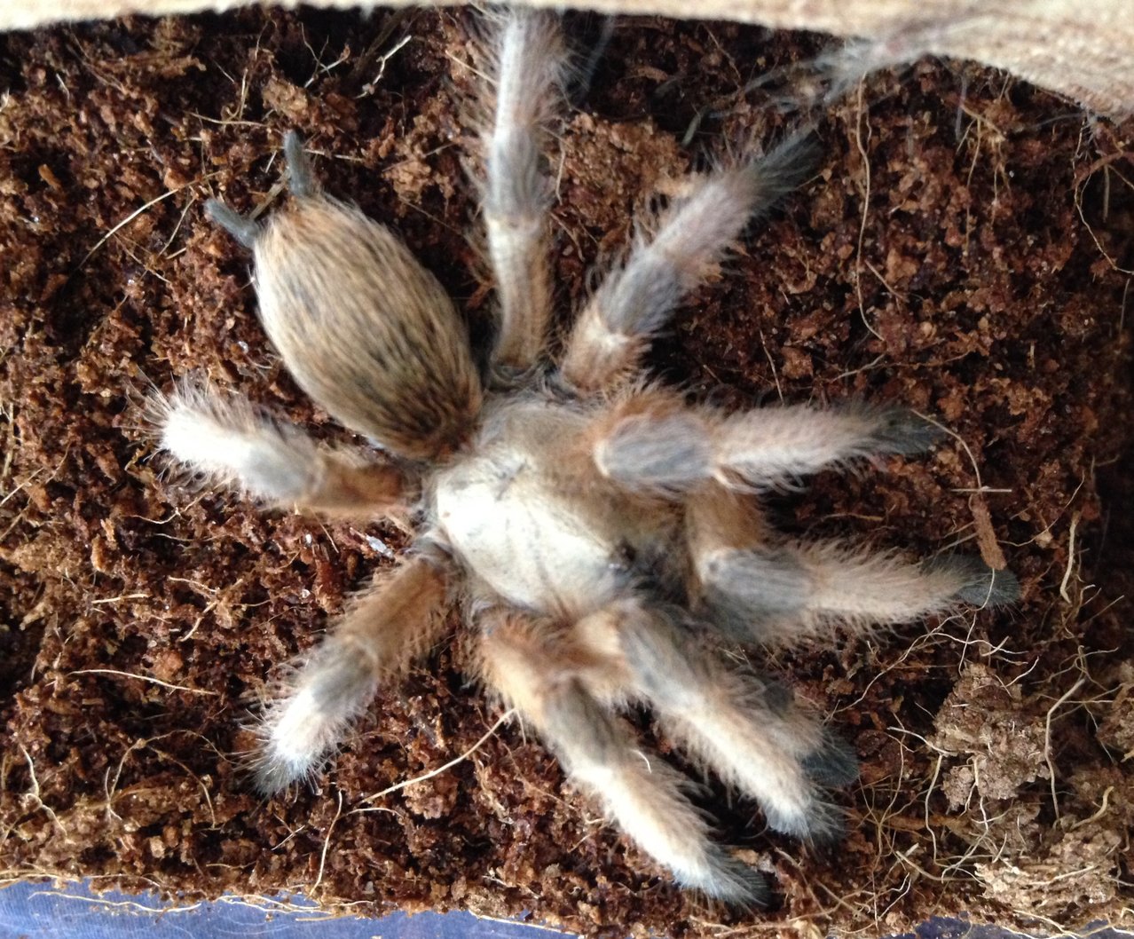 Aphonopelma moderatum