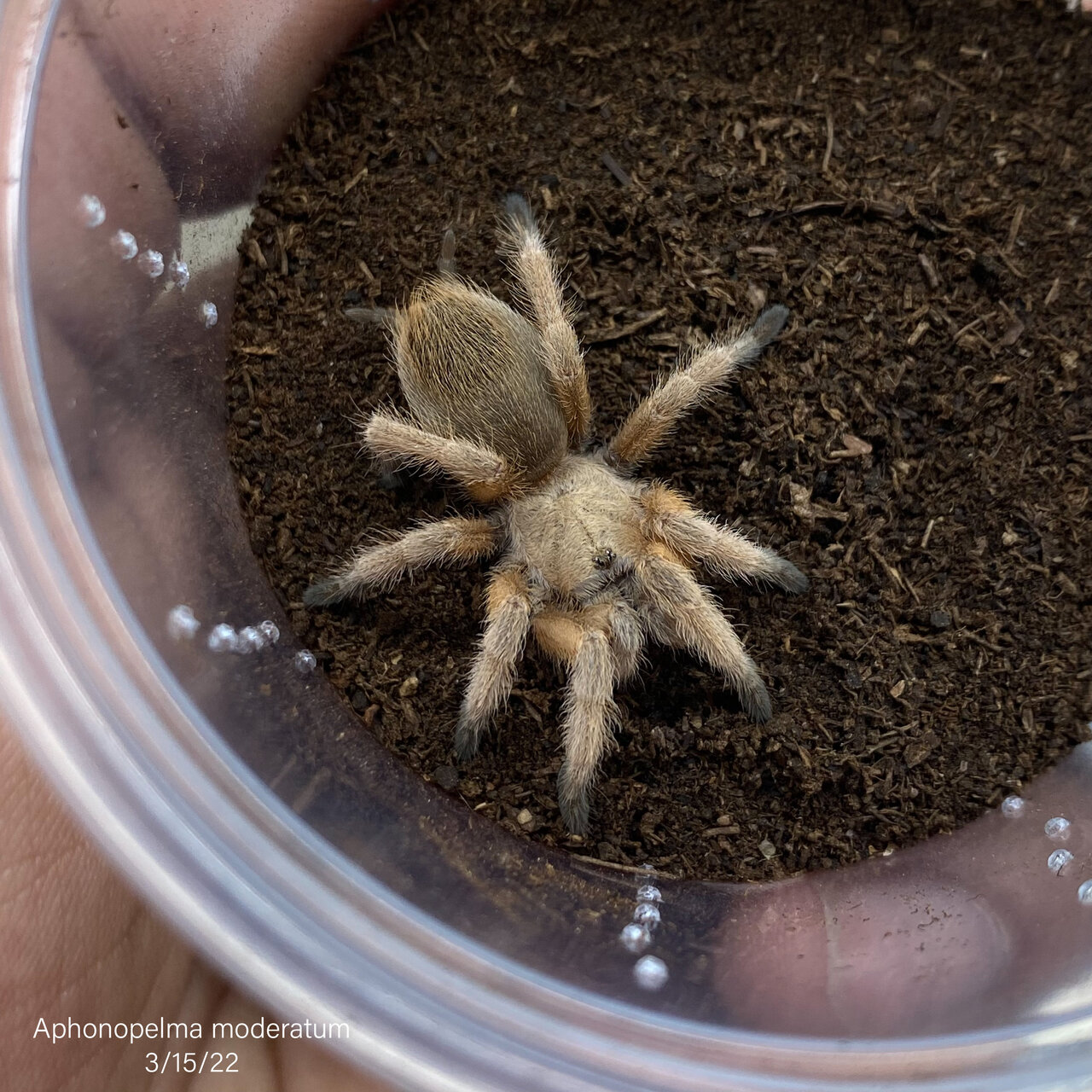 Aphonopelma moderatum