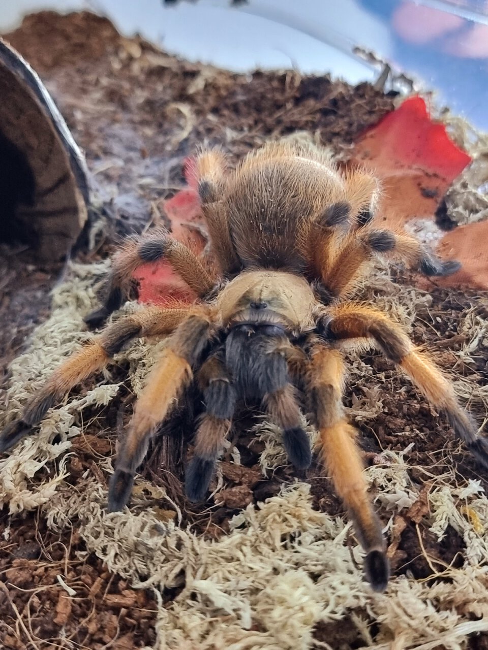 Aphonopelma moderatum