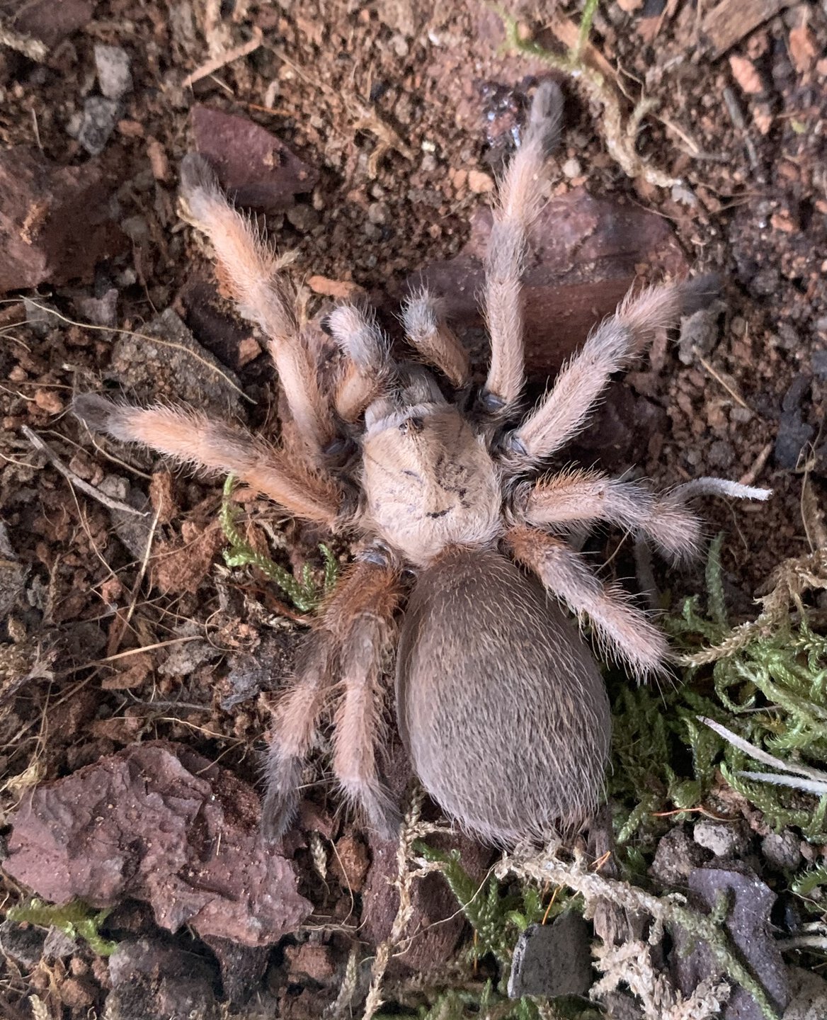 Aphonopelma moderatum