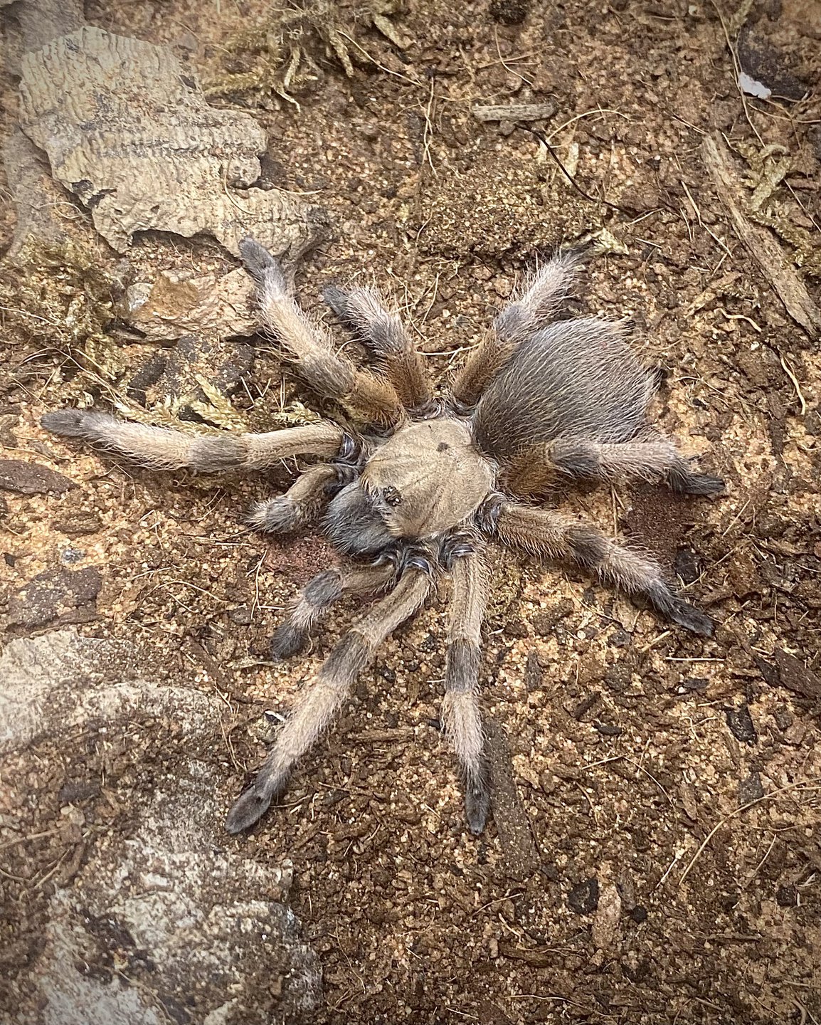 Aphonopelma moderatum