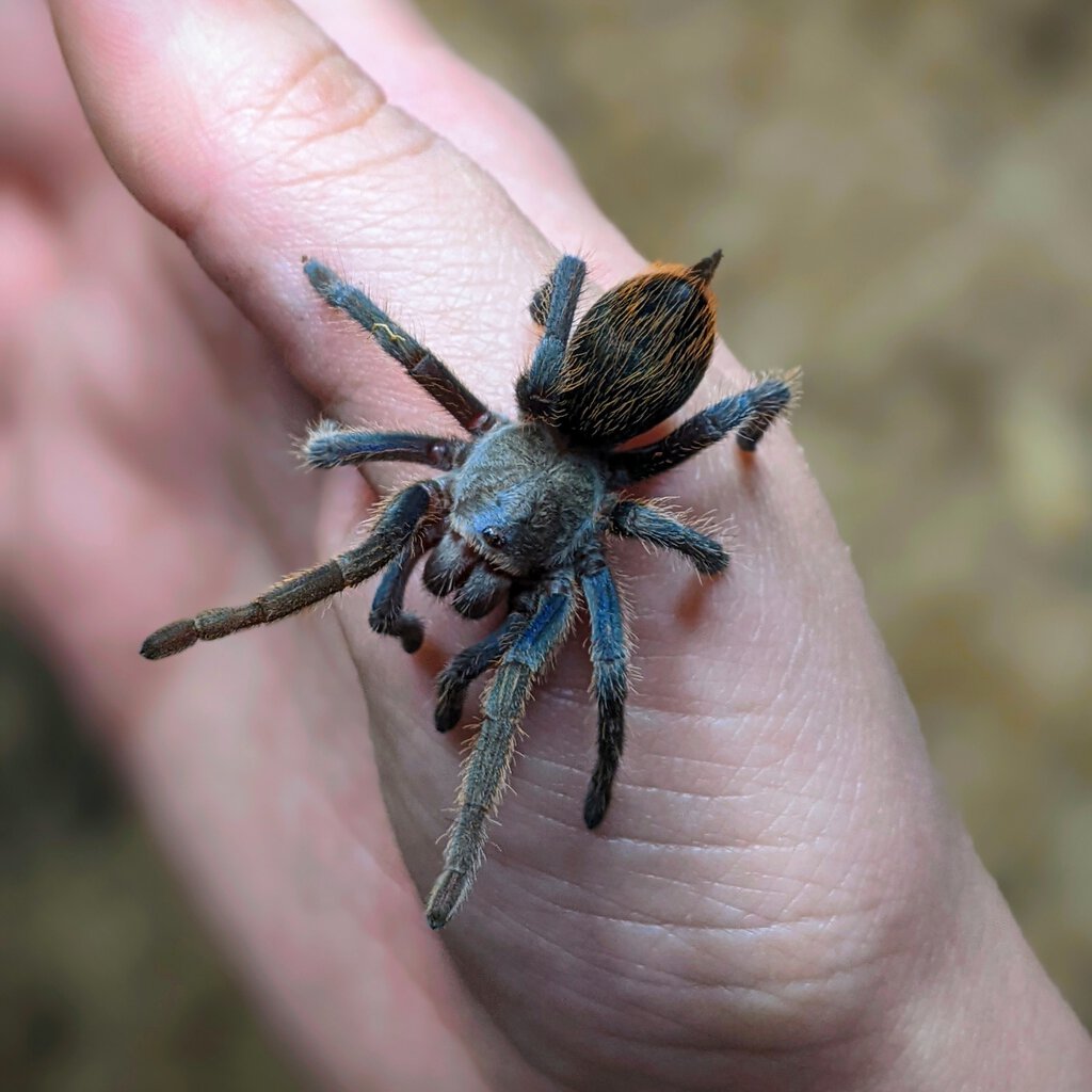 Aphonopelma mooreae