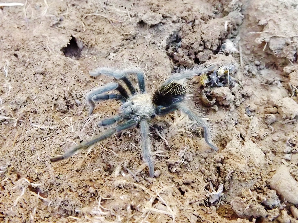 Aphonopelma n. sp. (Paloma type dwarf) Male