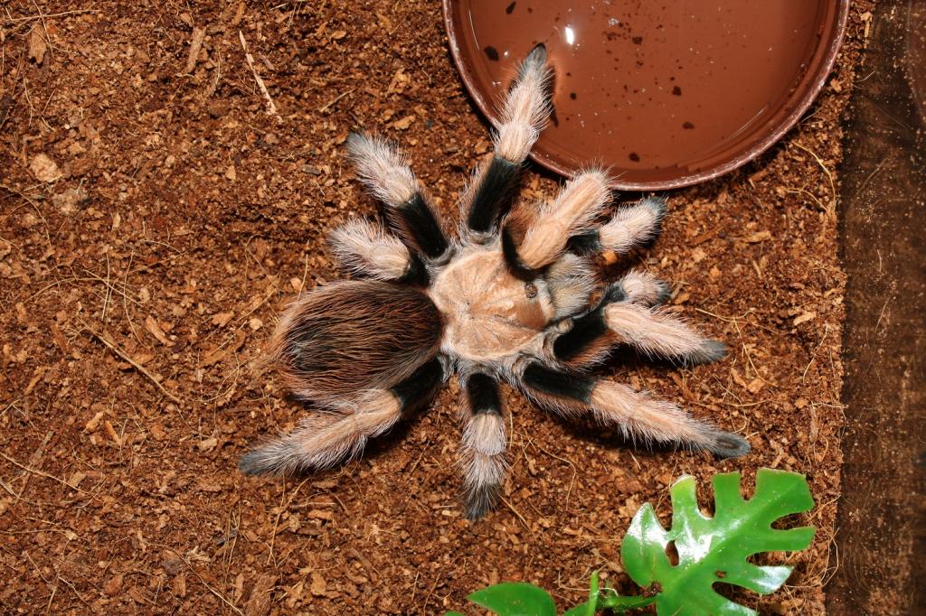 Aphonopelma New River Rust Rump