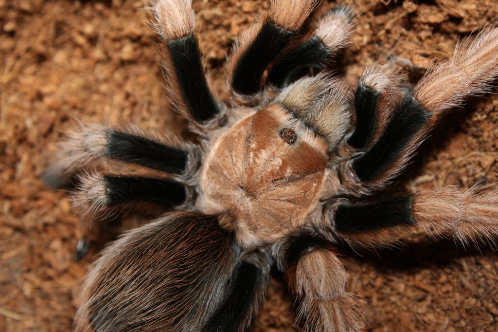 Aphonopelma New River Rust Rump