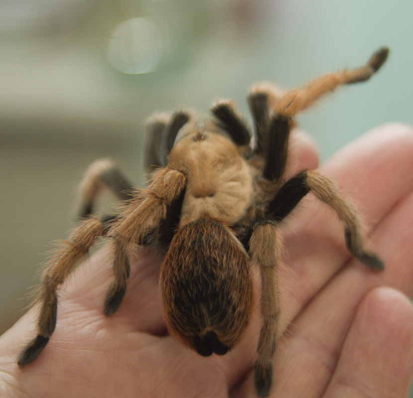 Aphonopelma New river rust rump