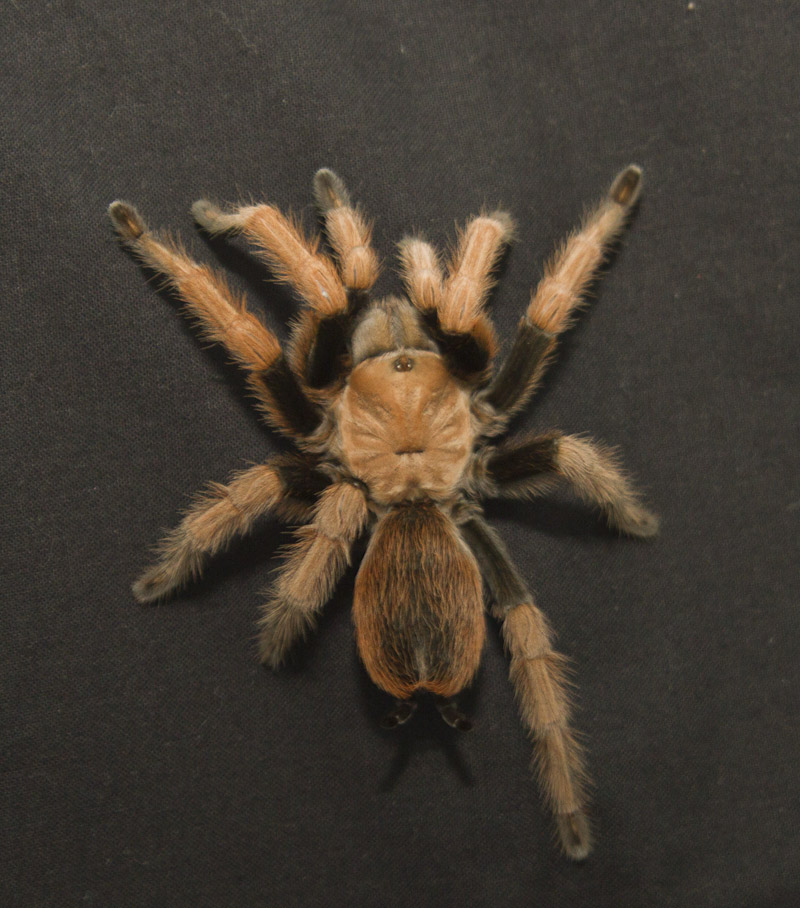 Aphonopelma New river rust rump