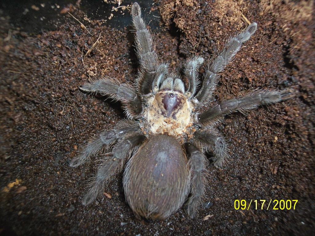 Aphonopelma of some sort