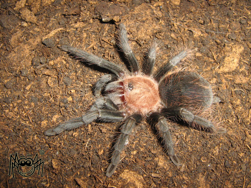 Aphonopelma pallidum