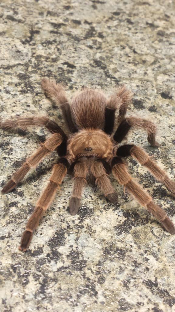 Aphonopelma paysoni?