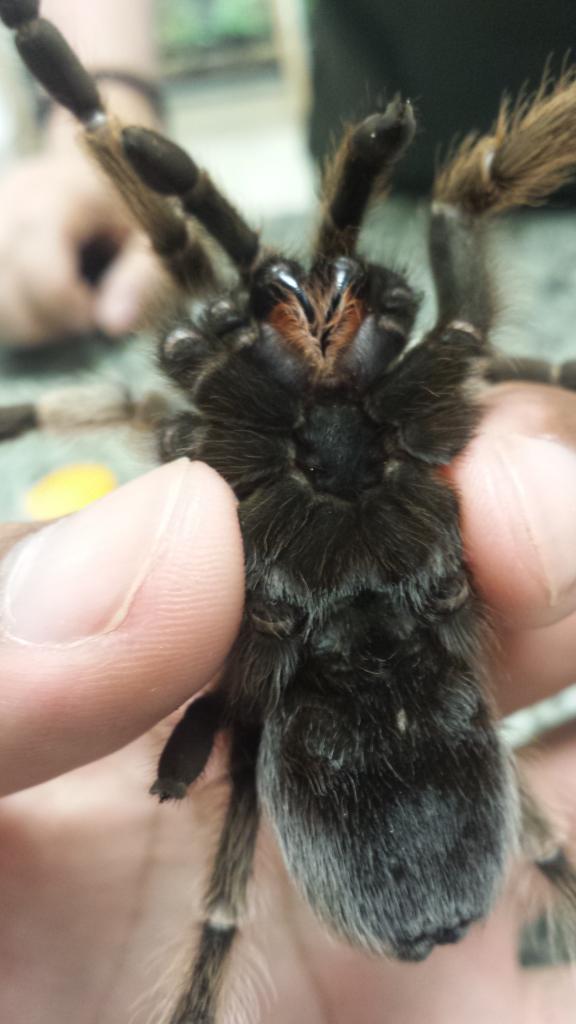 Aphonopelma paysoni?