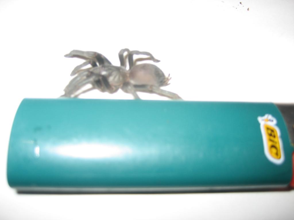 Aphonopelma possible reversum